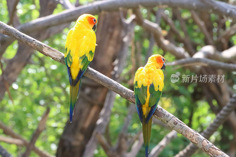 一对太阳conure (Aratinga solstice)，鹦鹉栖息在树枝上在阳光下的图像，后视图，重点在前景